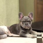 Laki-male-french-bulldog-puppy-for-sale-1 (1)
