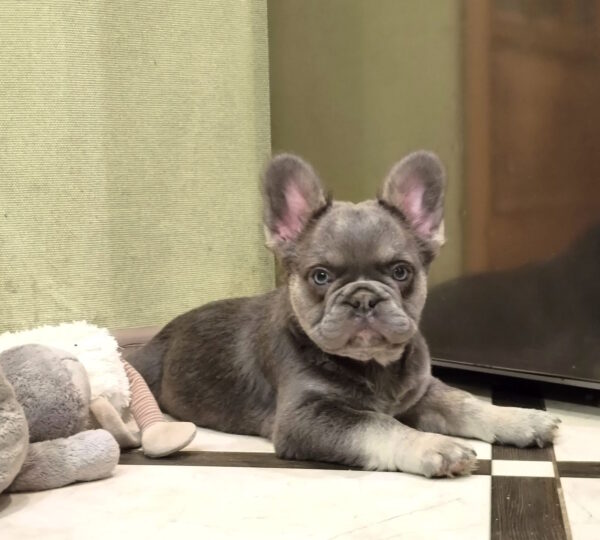 Banner Fluffy French Bulldog Banner Fluffy French Bulldog