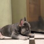 Laki-male-french-bulldog-puppy-for-sale-1 (2)