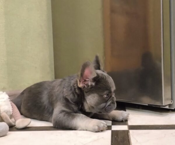 Banner Fluffy French Bulldog Banner Fluffy French Bulldog