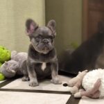 Laki-male-french-bulldog-puppy-for-sale-1 (3)
