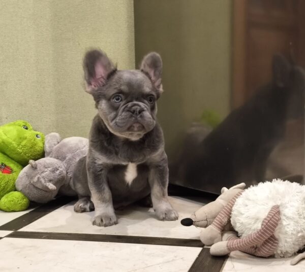 Banner Fluffy French Bulldog Banner Fluffy French Bulldog