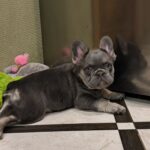 Laki-male-french-bulldog-puppy-for-sale-1 (4)