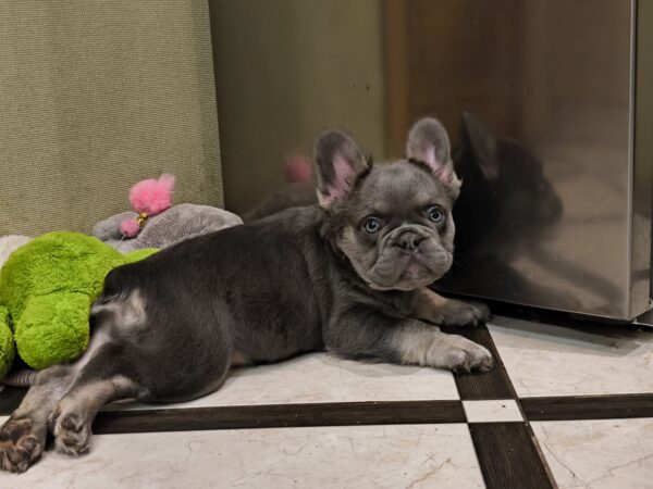 Banner Fluffy French Bulldog Banner Fluffy French Bulldog