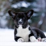 Laniss-male-Welsh-Corgi-puppy-for-sale-1