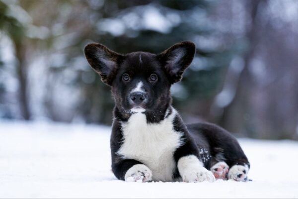 Laniss Welsh Corgi Laniss Welsh Corgi