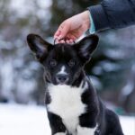 Laniss-male-Welsh-Corgi-puppy-for-sale-2