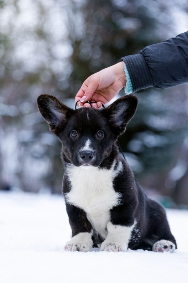 Laniss Welsh Corgi Laniss Welsh Corgi