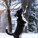 Laniss-male-Welsh-Corgi-puppy-for-sale-3