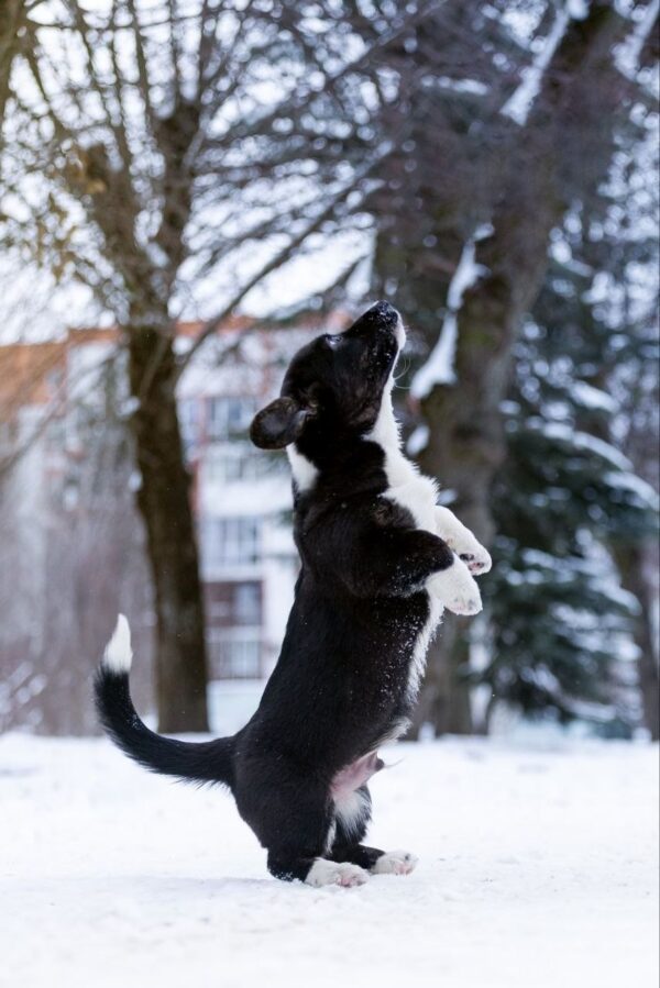 Laniss Welsh Corgi Laniss Welsh Corgi