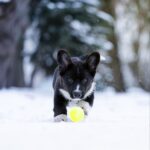 Laniss-male-Welsh-Corgi-puppy-for-sale-4