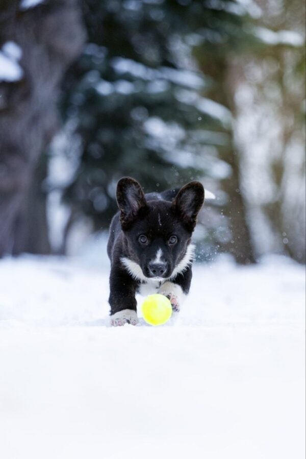 Laniss Welsh Corgi Laniss Welsh Corgi