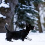 Laniss-male-Welsh-Corgi-puppy-for-sale-5