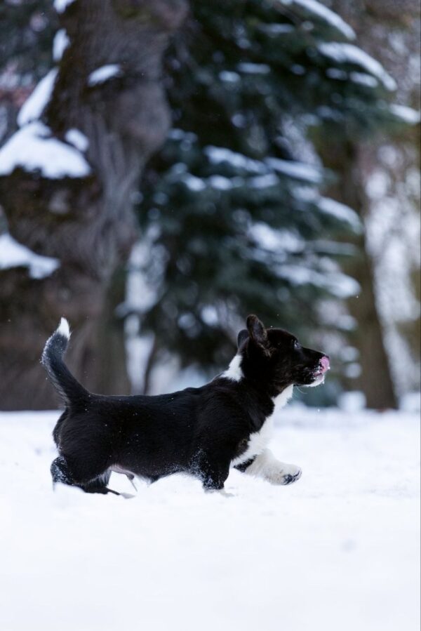 Laniss Welsh Corgi Laniss Welsh Corgi