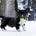 Laniss-male-Welsh-Corgi-puppy-for-sale-6