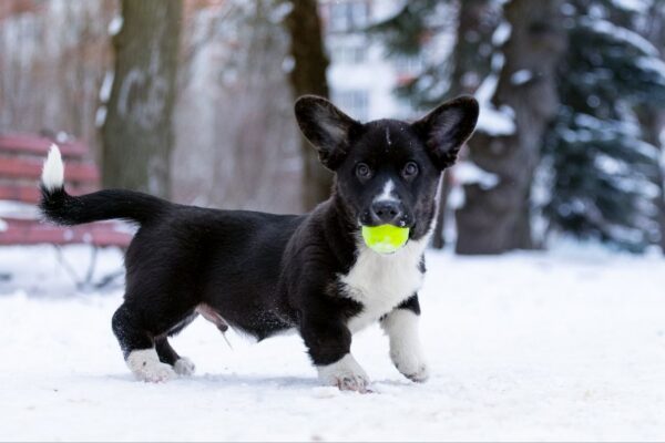 Laniss Welsh Corgi Laniss Welsh Corgi