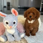 Larry-male-miniature-poodle-puppy-for-sale- (1)