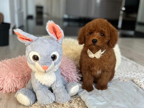 Larry Miniature Poodle Larry Miniature Poodle