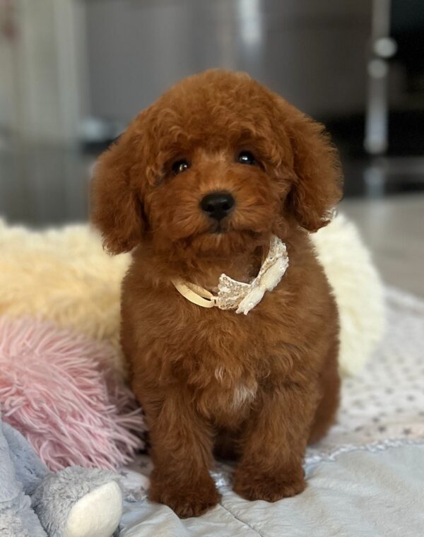 Larry Miniature Poodle Larry Miniature Poodle