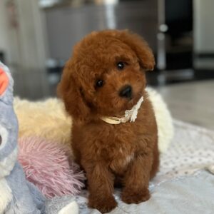 Larry Miniature Poodle Larry Miniature Poodle