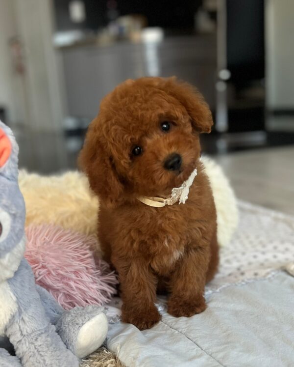 Larry Miniature Poodle Larry Miniature Poodle