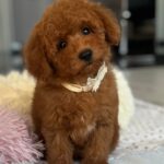 Larry-male-miniature-poodle-puppy-for-sale- (4)