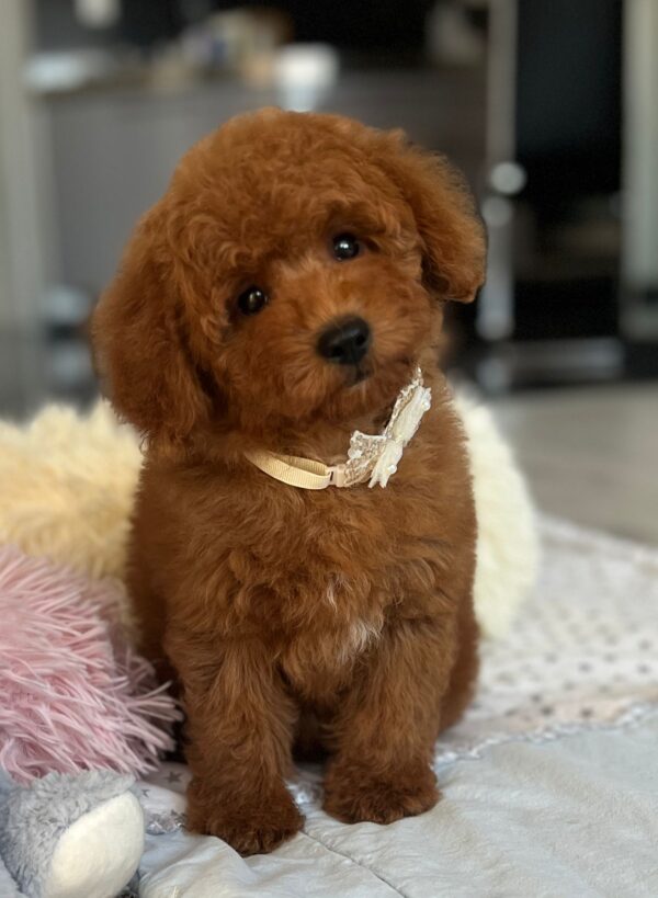 Larry Miniature Poodle Larry Miniature Poodle