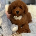 Larry-male-miniature-poodle-puppy-for-sale- (5)