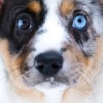 Layma-female-Welsh-Corgi-puppy-for-sale-1