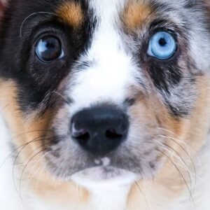 Layma Welsh Corgi Layma Welsh Corgi