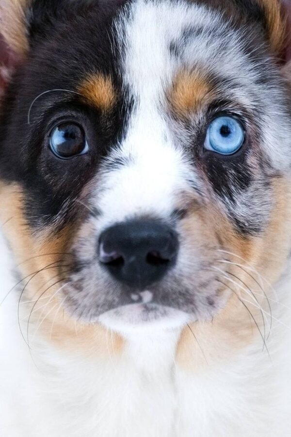 Layma Welsh Corgi Layma Welsh Corgi