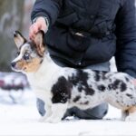 Layma-female-Welsh-Corgi-puppy-for-sale-2