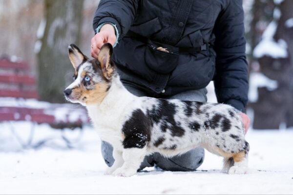 Layma Welsh Corgi Layma Welsh Corgi