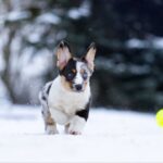 Layma-female-Welsh-Corgi-puppy-for-sale-3