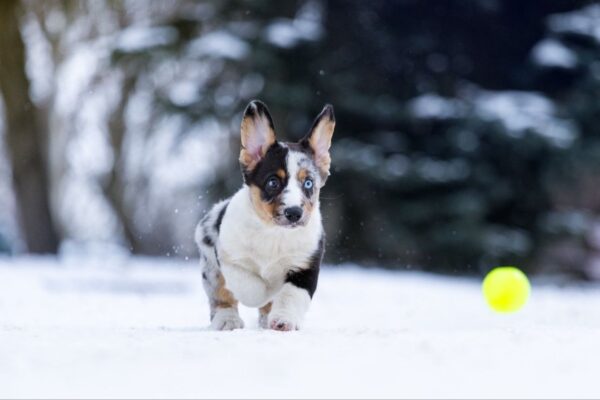 Layma Welsh Corgi Layma Welsh Corgi