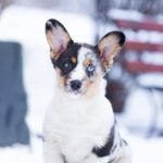 Layma-female-Welsh-Corgi-puppy-for-sale-4