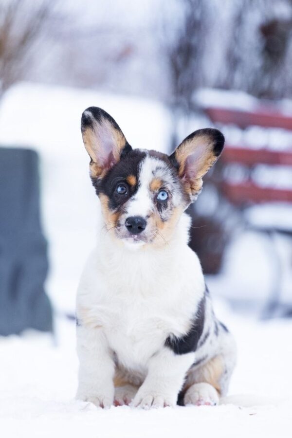 Layma Welsh Corgi Layma Welsh Corgi
