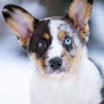 Layma-female-Welsh-Corgi-puppy-for-sale-5