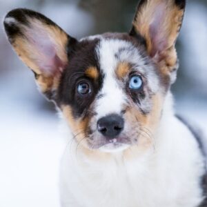 Layma Welsh Corgi Layma Welsh Corgi