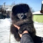 Layton-male-Pomeranian-puppy-for-sale-1