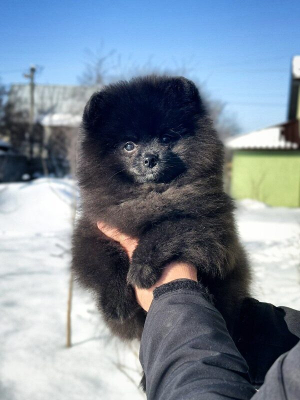 Layton Pomeranian Layton Pomeranian