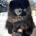 Layton-male-Pomeranian-puppy-for-sale-2