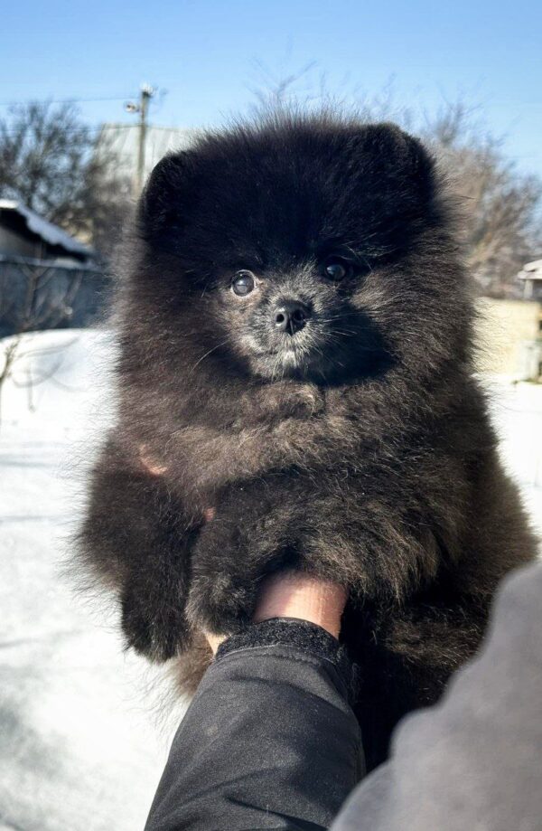 Layton Pomeranian Layton Pomeranian