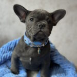 Leela-female-french-bulldog-puppy-for-sale-1 (1)