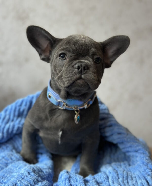 Leela French Bulldog Leela French Bulldog