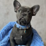Leela-female-french-bulldog-puppy-for-sale-1 (2)