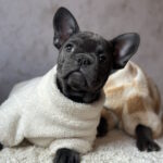 Leela-female-french-bulldog-puppy-for-sale-1 (3)