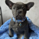 Leela-female-french-bulldog-puppy-for-sale-1 (4)