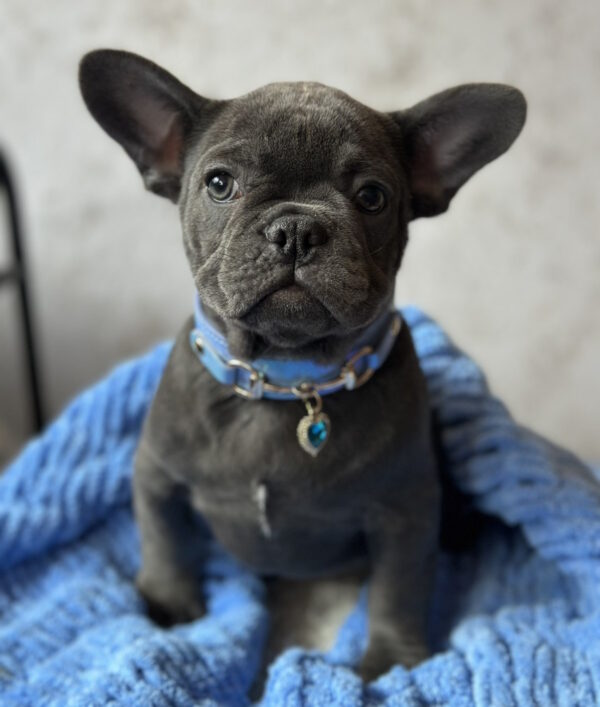 Leela French Bulldog Leela French Bulldog