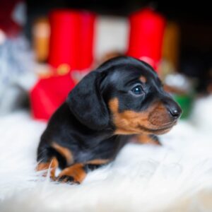Lenny Miniature Dachshund Lenny Miniature Dachshund